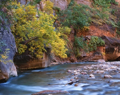 Picture of UTAH, ZION NP THE VIRGIN RIVER IN THE NARROWS