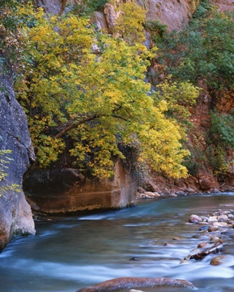 Picture of UTAH, ZION NP THE VIRGIN RIVER IN THE NARROWS