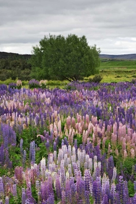 Picture of NEW ZEALAND, SOUTH IS LUPINES IN FIORDLAND NP