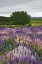 Picture of NEW ZEALAND, SOUTH IS LUPINES IN FIORDLAND NP