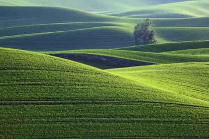 Picture of WA, STEPTOE BUTTE ROLLING GREEN PALOUSE HILLS