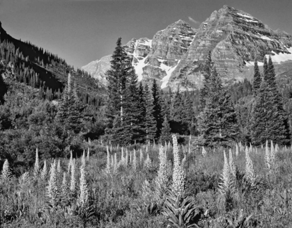 Picture of CO, WHITE MOUNTAIN NF MAROON BELLS AND MEADOW