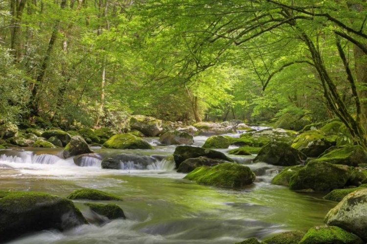 Picture of TN, GREAT SMOKY MTS CASCADING CREEK IN SPRING