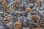 Picture of CA, FALLEN JEFFREY PINE CONES IN SIERRA NEVADA