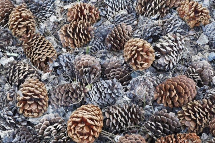 Picture of CA, FALLEN JEFFREY PINE CONES IN SIERRA NEVADA