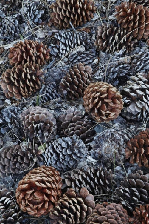 Picture of CA, FALLEN JEFFREY PINE CONES IN SIERRA NEVADA