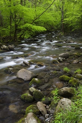 Picture of TN, GREAT SMOKY MTS MOUNTAIN STREAM AND TREES