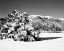 Picture of CA, SIERRA NEVADA MORNING ON WINTER LANDSCAPE