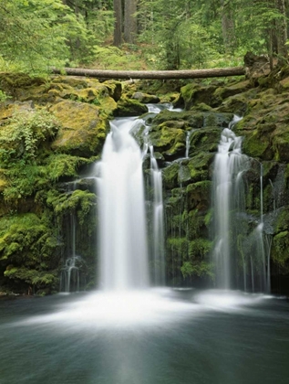 Picture of OR, CASCADE RANGE, UMPQUA NF WHITEHORSE FALLS