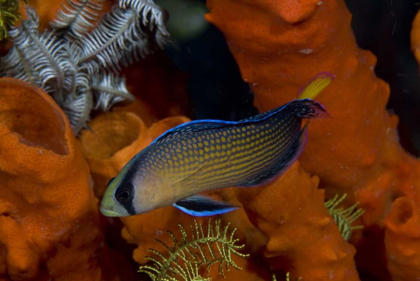 Picture of INDONESIA, PAPUA, RAJA AMPAT DOTTYBACK FISH
