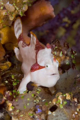 Picture of INDONESIA, PANTAR ISLAND ANGLERFISH ON REEF