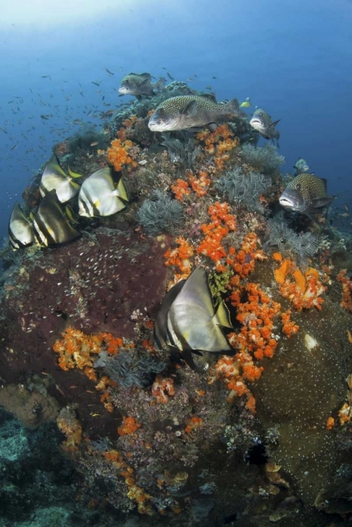 Picture of INDONESIA, KOMODO NP, FISH SWIM AROUND CORAL