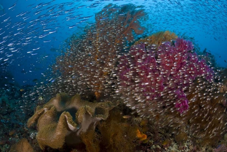 Picture of INDONESIA SILVERY GLASSFISH SWIM PAST CORAL