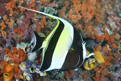 Picture of INDONESIA, PAPUA MOORISH IDOLFISH AND CORAL