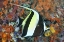 Picture of INDONESIA, PAPUA MOORISH IDOLFISH AND CORAL