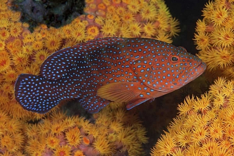 Picture of INDONESIA, PAPUA CORAL TROUT FISH AND CORAL