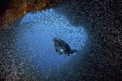 Picture of BAITFISH AND DIVER AT CAVE, PAPUA, INDONESIA