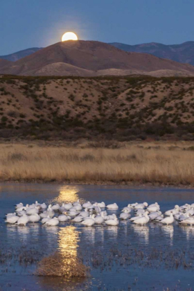 Picture of NEW MEXICO MOONSET OVER SNOW GEESE