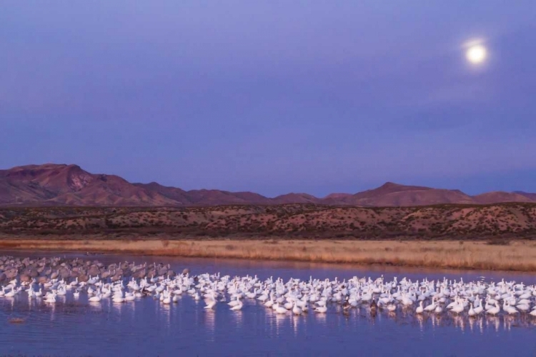 Picture of NEW MEXICO MOONSET OVER SNOW GEESE