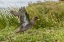 Picture of SEA LION ISLAND SPECKLED TEAL DUCK