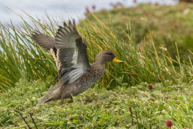 Picture of SEA LION ISLAND SPECKLED TEAL DUCK