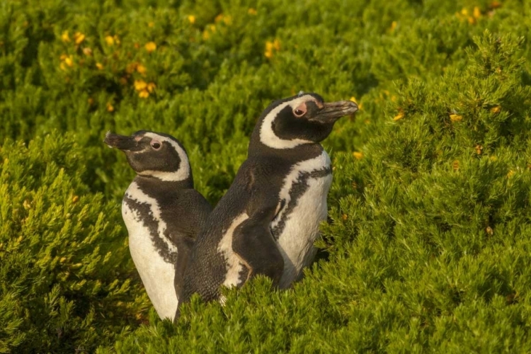 Picture of CARCASS ISLAND MAGELLANIC PENGUINS