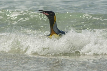 Picture of EAST FALKLAND KING PENGUIN IN SURF