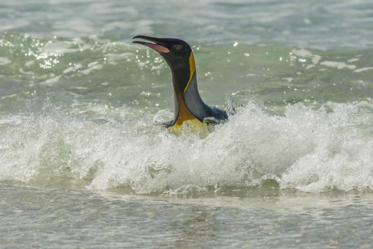 Picture of EAST FALKLAND KING PENGUIN IN SURF