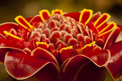 Picture of COSTA RICA RED TORCH GINGER BLOSSOM