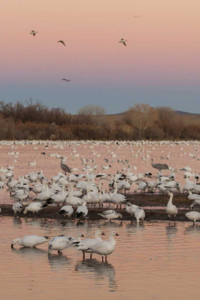Picture of NEW MEXICO SNOW GEESE TWILIGHT WEDGE
