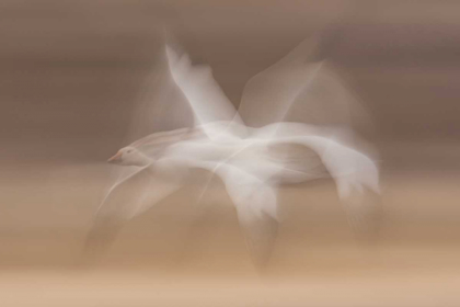 Picture of NEW MEXICO SNOW GOOSE IN FLIGHT BLUR