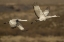 Picture of NEW MEXICO SANDHILL CRANES IN FLIGHT