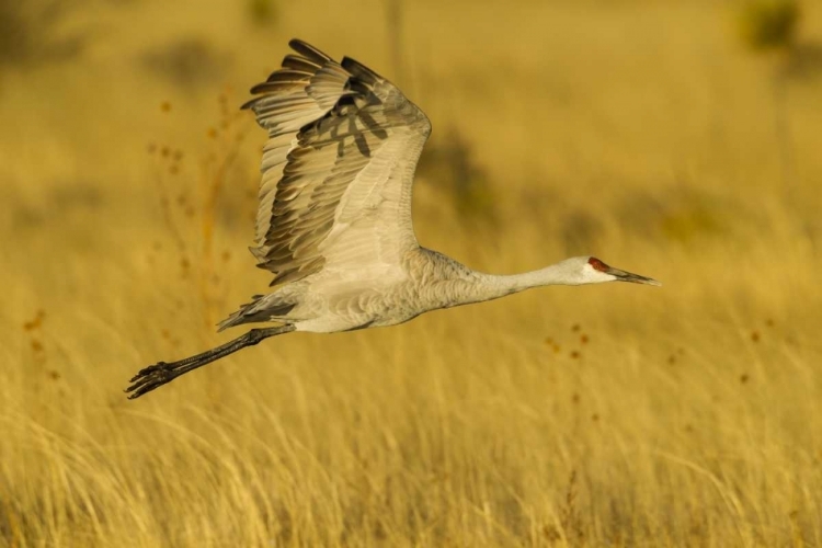 Picture of NEW MEXICO SANDHILL CRANE IN FLIGHT