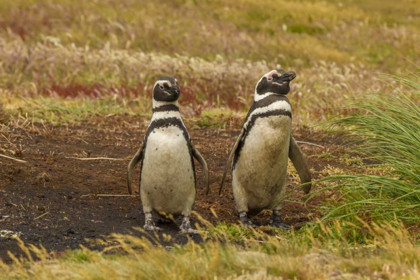 Picture of SEA LION ISLAND MAGELLANIC PENGUINS