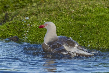 Picture of BLEAKER ISLAND DOLPHIN GULL BATHING