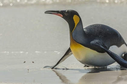 Picture of EAST FALKLAND KING PENGUIN ON BEACH