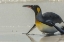 Picture of EAST FALKLAND KING PENGUIN ON BEACH