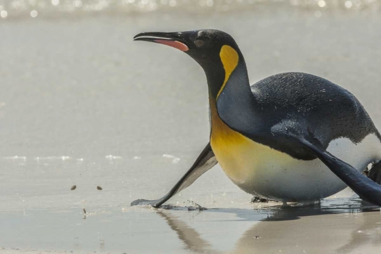 Picture of EAST FALKLAND KING PENGUIN ON BEACH