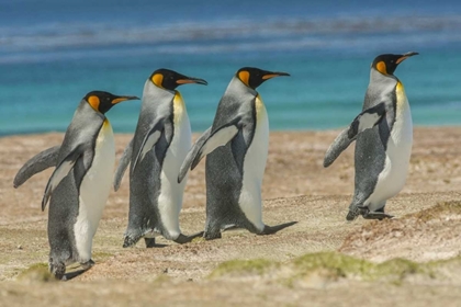 Picture of EAST FALKLAND KING PENGUINS WALKING