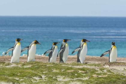 Picture of EAST FALKLAND KING PENGUINS WALKING