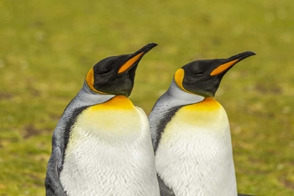 Picture of EAST FALKLAND PAIR OF KING PENGUINS