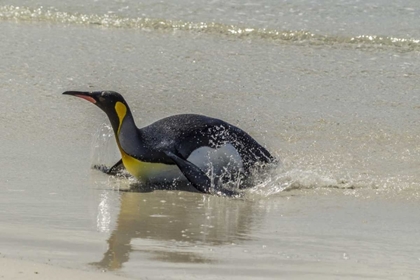 Picture of EAST FALKLAND KING PENGUIN ON BEACH