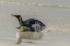 Picture of EAST FALKLAND KING PENGUIN ON BEACH