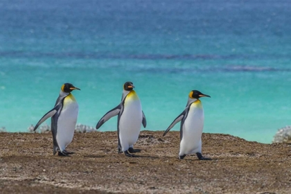 Picture of EAST FALKLAND KING PENGUINS WALKING