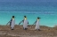 Picture of EAST FALKLAND KING PENGUINS WALKING