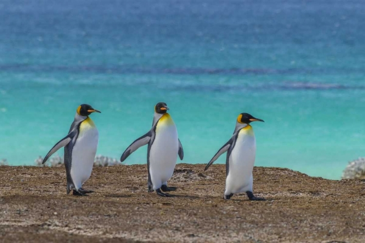 Picture of EAST FALKLAND KING PENGUINS WALKING