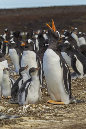 Picture of EAST FALKLAND GENTOO PENGUIN COLONY