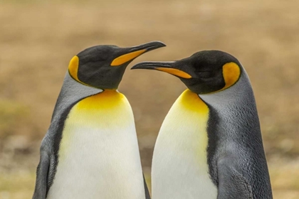 Picture of EAST FALKLAND PAIR OF KING PENGUINS