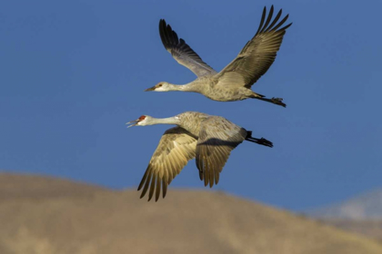 Picture of NEW MEXICO SANDHILL CRANES IN FLIGHT