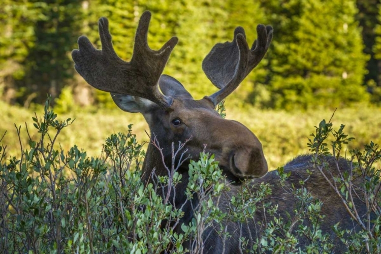 Picture of COLORADO, ARAPAHO NF WARY MALE MOOSE